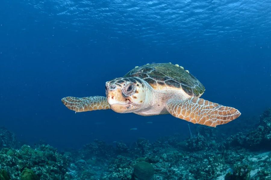 A sea turtle gliding over a coral reef