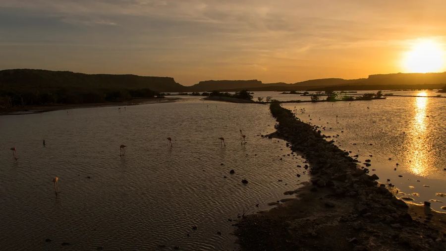 Flamingos wading in a lagoon at sunset