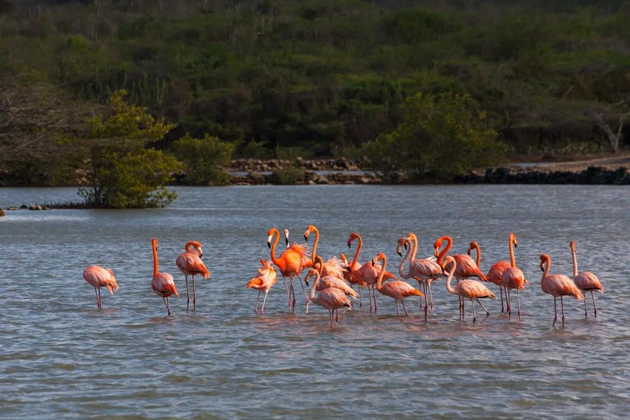 A flock of flamingos in a Curaçao salt pan