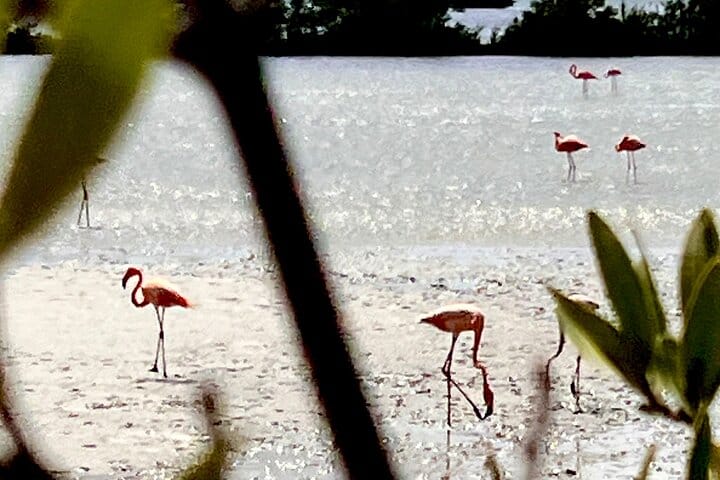 Tropical Paradise photo 4